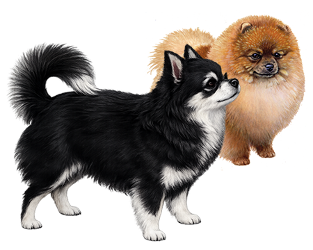 Chihuahua and Pomeranian mix