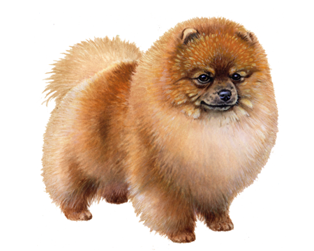Pomeranian mix